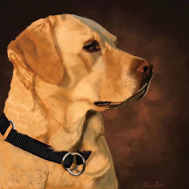 Yellow Lab