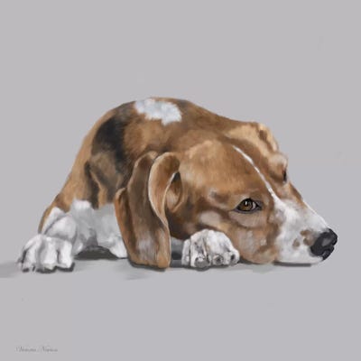 Beagle Lyng Down by Vicki Newton metal wall art