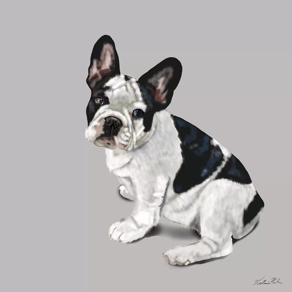 Vicki Newton: French Bulldog Waiting by Vicki Newton