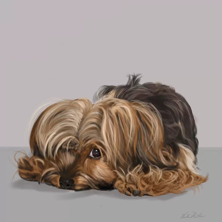 Yorkshire Terrier One Eye Open