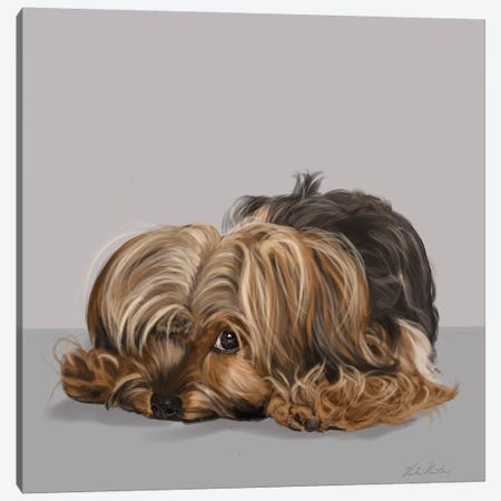 Yorkshire Terrier One Eye Open Canvas Print #VNE96} by Vicki Newton Canvas Art Print