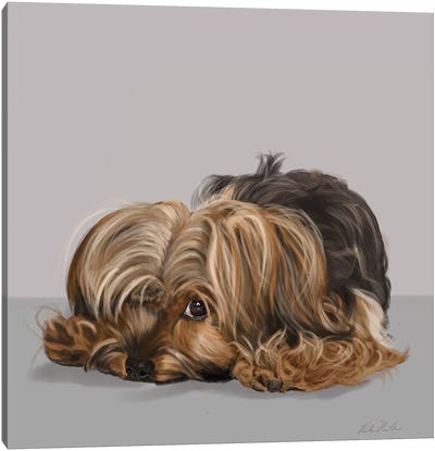 Yorkshire Terrier One Eye Open Canvas Art Print - Vicki Newton