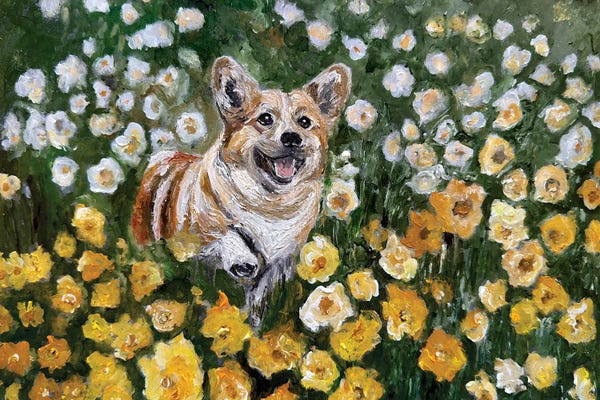 Buttercup Corgi