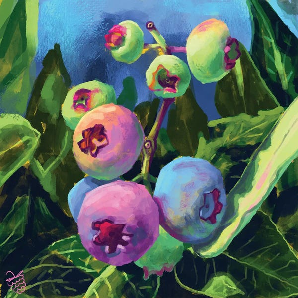 Very Berry: Not So Blueberries by Very Berry