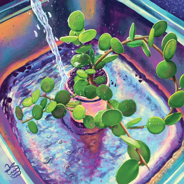 A Plant Bath