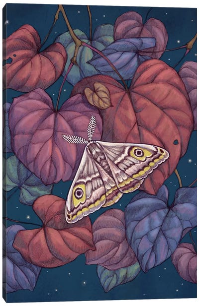Midnight Moth Canvas Art Print - Vasilisa Romanenko