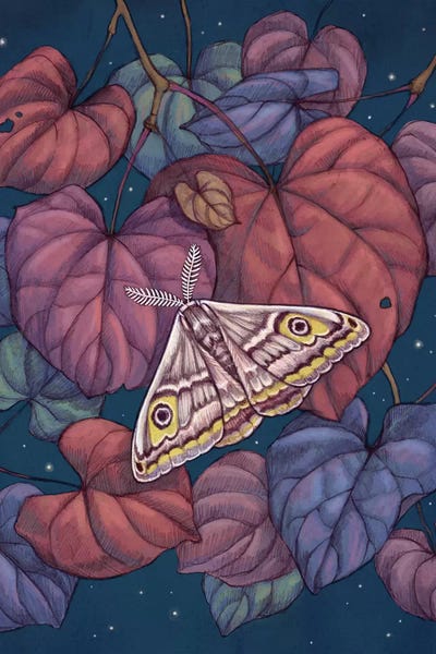 Moths: Midnight Moth by Vasilisa Romanenko