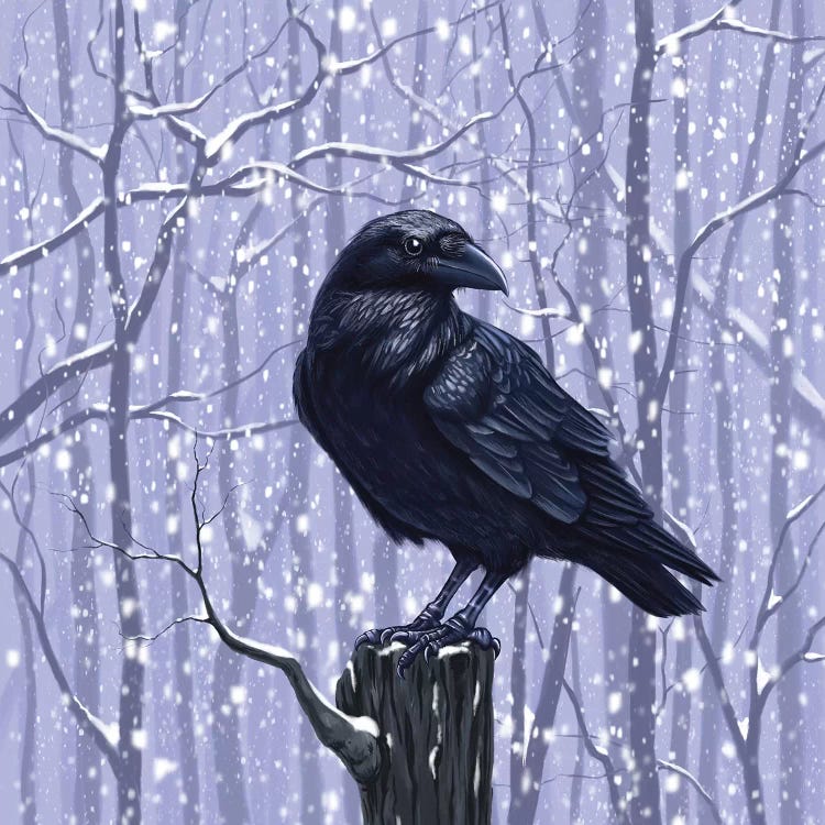 Winter Raven