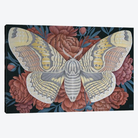 Brahmin Moth Canvas Print #VRK54} by Vasilisa Romanenko Canvas Art