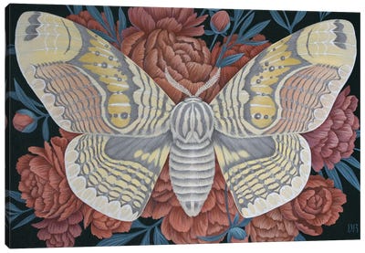 Brahmin Moth Canvas Art Print - Vasilisa Romanenko