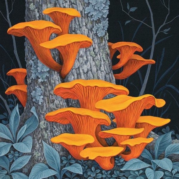 Vasilisa Romanenko: Fungi II by Vasilisa Romanenko
