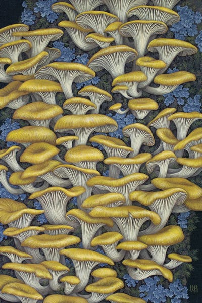 Vasilisa Romanenko: Yellow Oyster Mushrooms by Vasilisa Romanenko