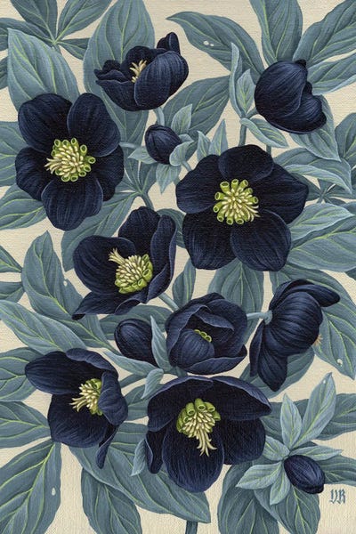Black Hellebore by Vasilisa Romanenko framed canvas print