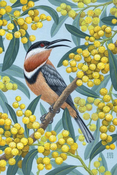 Eastern Spinebill by Vasilisa Romanenko canvas print