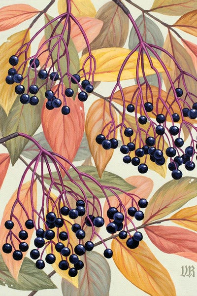 Fine Art Print: Elderberries by Vasilisa Romanenko