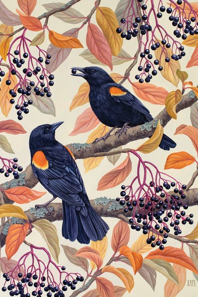 Red-Winged Blackbirds