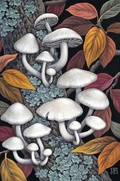 Vasilisa Romanenko: Elm Oyster Mushrooms by Vasilisa Romanenko