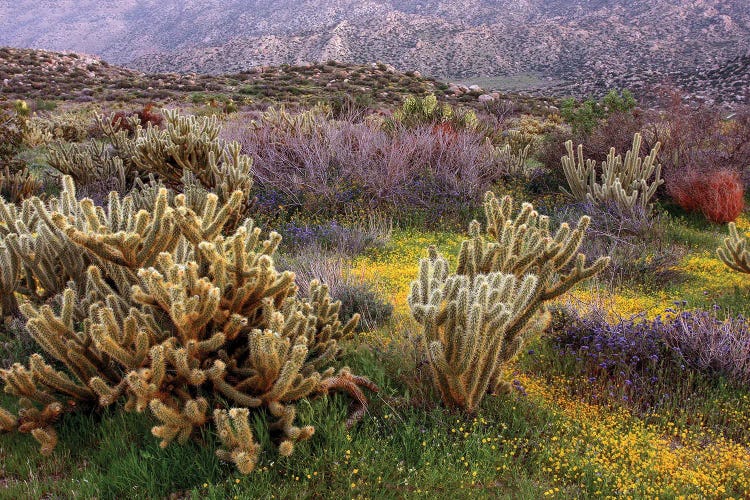 Desert Cactus And Wildflowers