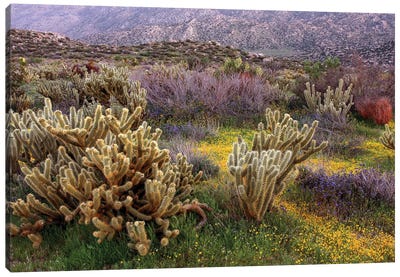 Desert Cactus And Wildflowers Canvas Art Print