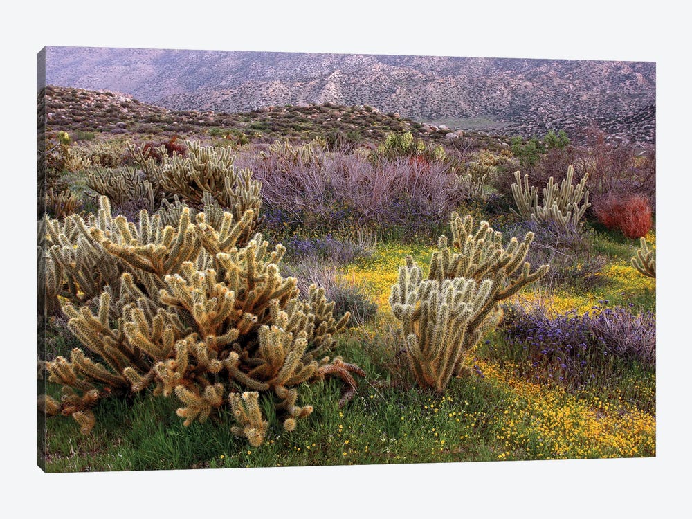 Desert Cactus And Wildflowers by John Gavrilis 1-piece Canvas Art