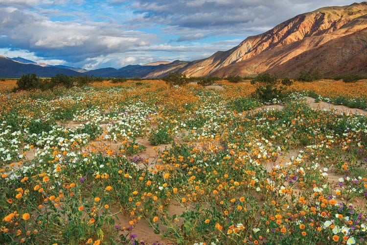 Desert Wildflowers In Henderson Canyon by John Gavrilis wall art