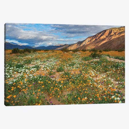 Desert Wildflowers In Henderson Canyon Canvas Print #VRL4} by John Gavrilis Art Print