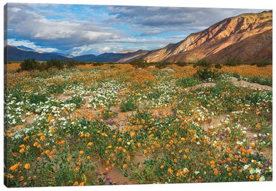 Desert Wildflowers In Henderson Canyon Canvas Art Print - Desert Landscape Photography