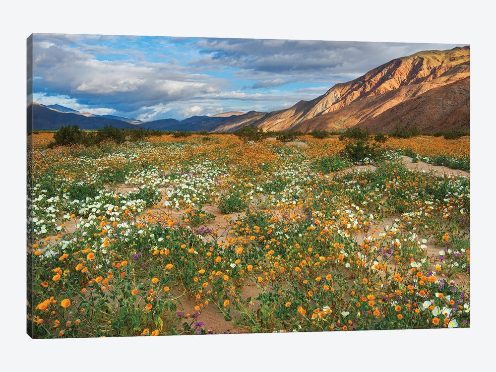 Desert Wildflowers In Henderson Canyon by John Gavrilis 1-piece Canvas Print