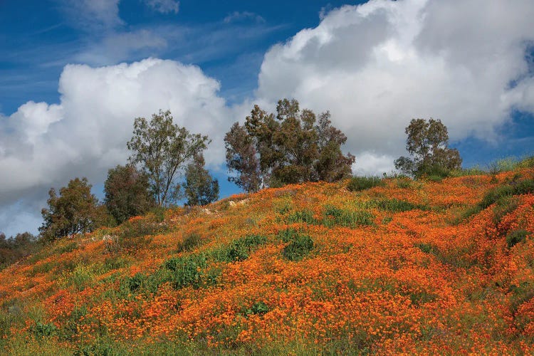 Poppies, Trees & Clouds by John Gavrilis wall art