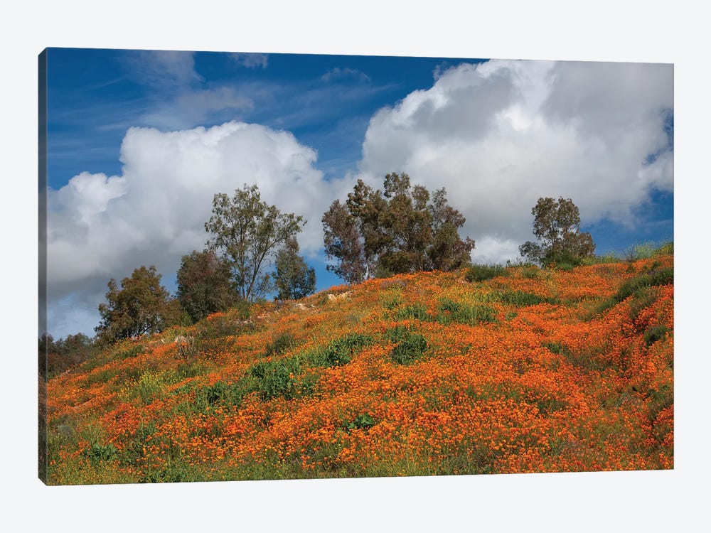 Poppies, Trees & Clouds by John Gavrilis 1-piece Canvas Print