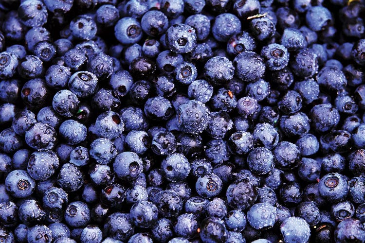 Bilberry Close Up Of Harvested Berries, North America