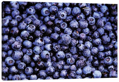 Bilberry Close Up Of Harvested Berries, North America Canvas Art Print