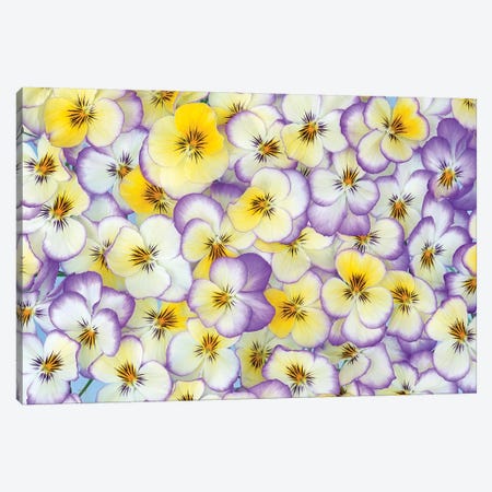 Violet Flowers In White, Yellow And Purple, Europe And North America Canvas Print #VRM3} by Jan Vermeer Art Print