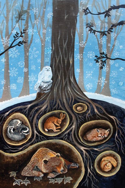 Badgers: Hibernation by Verena Wild