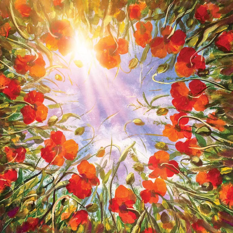 Field Of Red Poppies In Sun