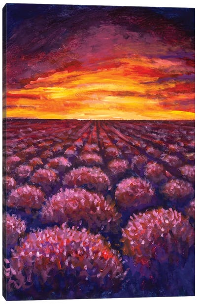 Lavender Field At Provence, France Canvas Art Print - Herb Art