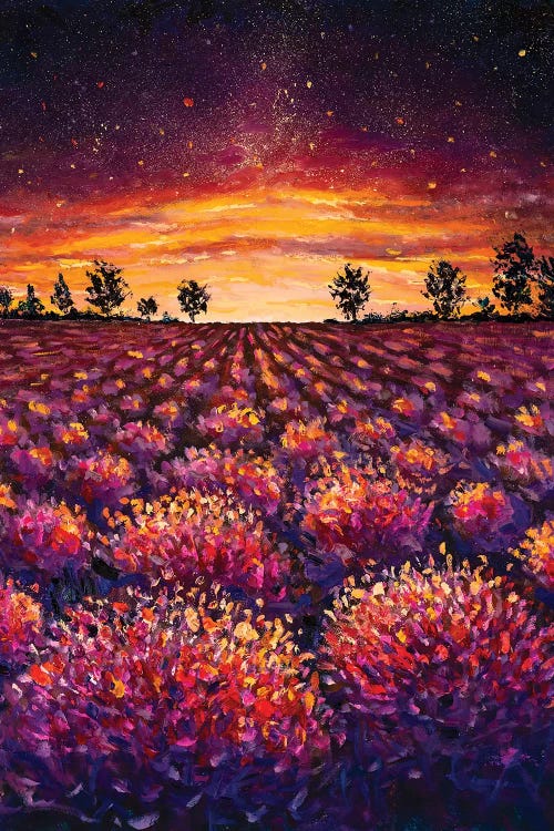 Lavender Field, Warm Dawn