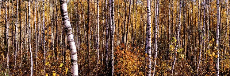 Autumn Birch Forest Panorama