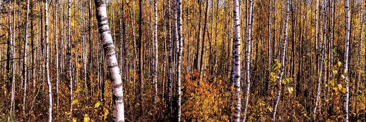Autumn Birch Forest Panorama by Valery Rybakow wall art