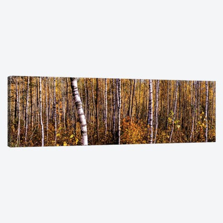 Autumn Birch Forest Panorama Canvas Print #VRY217} by Valery Rybakow Canvas Artwork