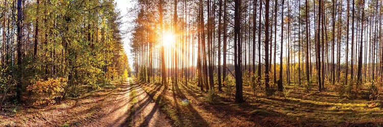 Sunny Day In Forest Panorama