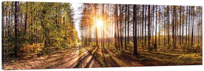 Sunny Day In Forest Panorama Canvas Art Print - Valery Rybakow
