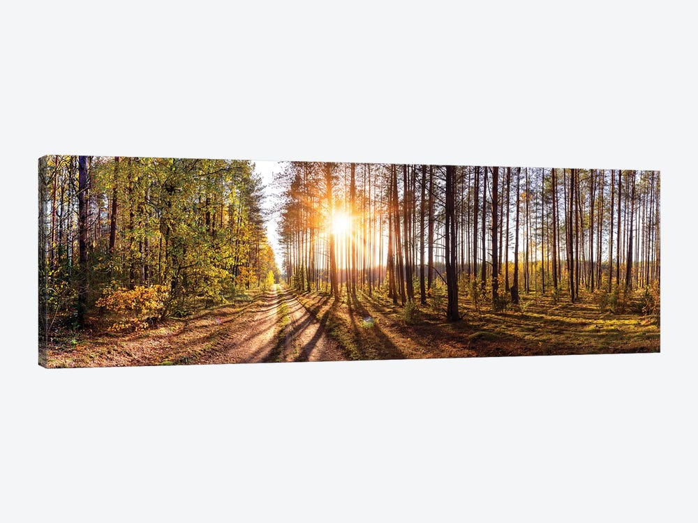 Sunny Day In Forest Panorama by Valery Rybakow 1-piece Canvas Wall Art