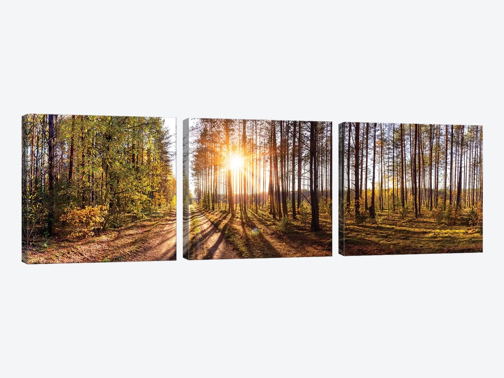 Sunny Day In Forest Panorama by Valery Rybakow 3-piece Canvas Wall Art