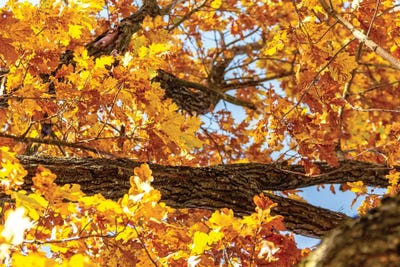 Beautiful Autumn Mood by Valery Rybakow canvas print