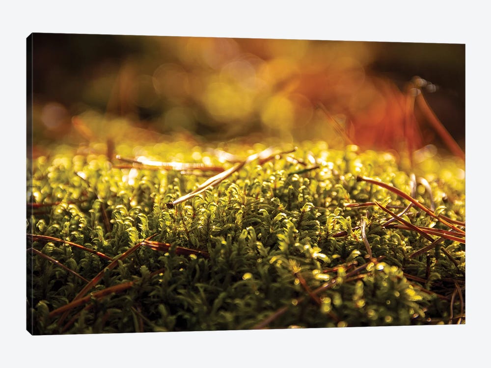 Lush Green Moss Close-Up by Valery Rybakow 1-piece Art Print