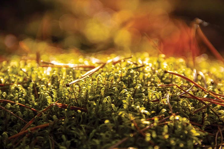 Lush Green Moss Close-Up