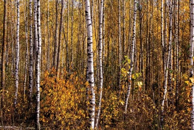 White Birch Trees Landscape by Valery Rybakow canvas print