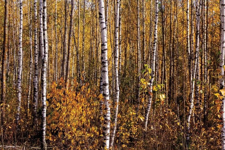 White Birch Trees Landscape by Valery Rybakow wall art