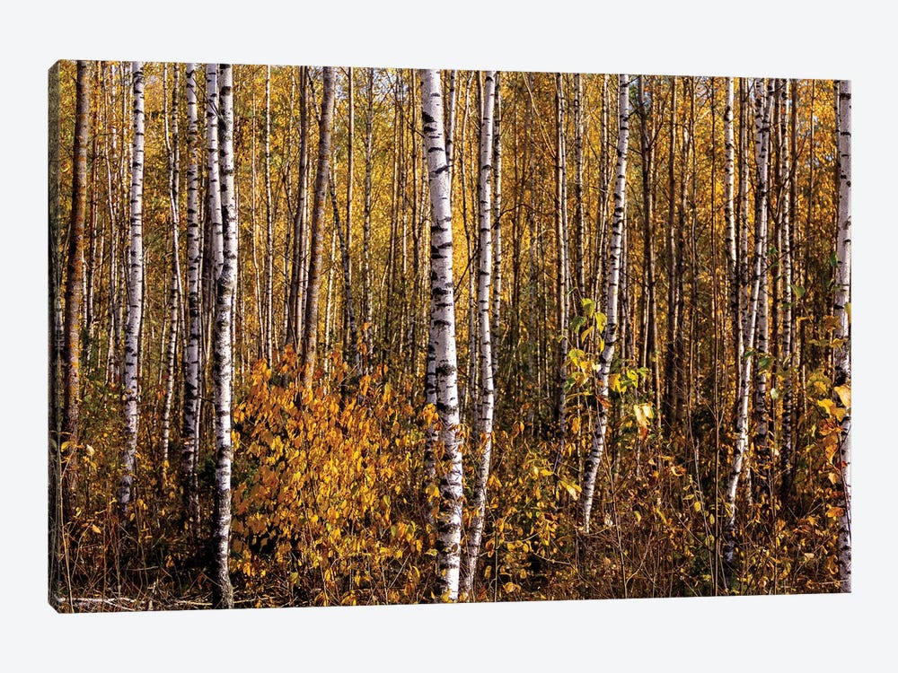 White Birch Trees Landscape by Valery Rybakow 1-piece Canvas Artwork